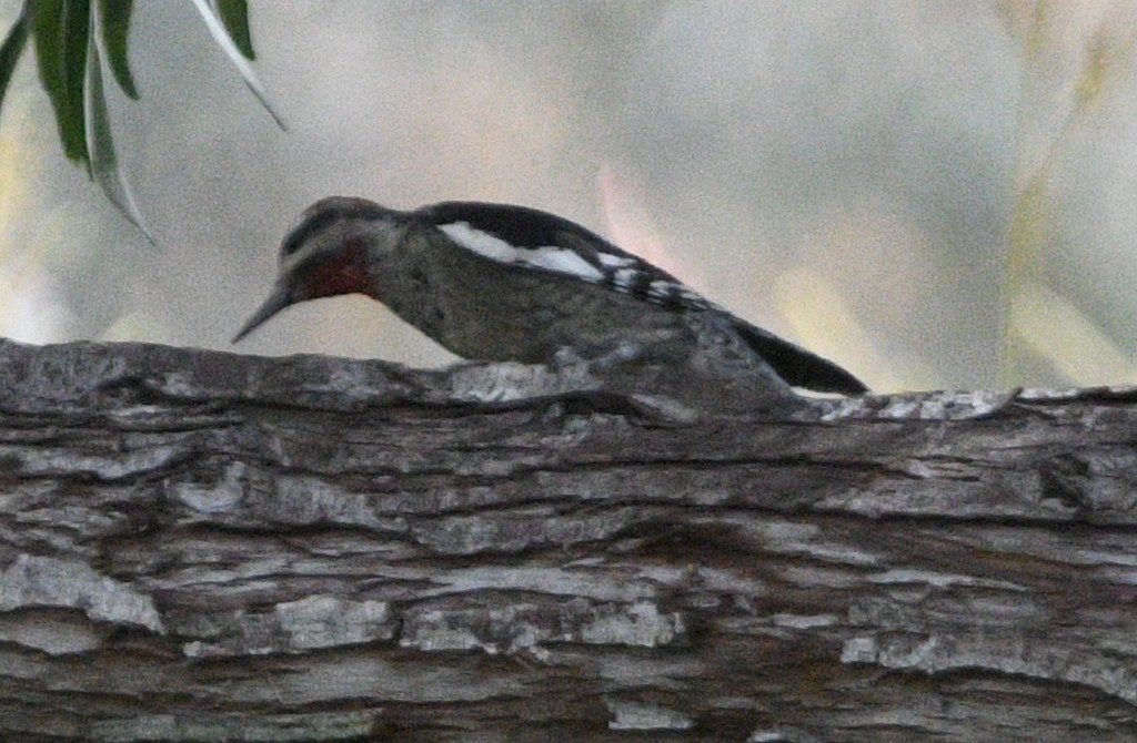 Red-naped Sapsucker - ML642411630
