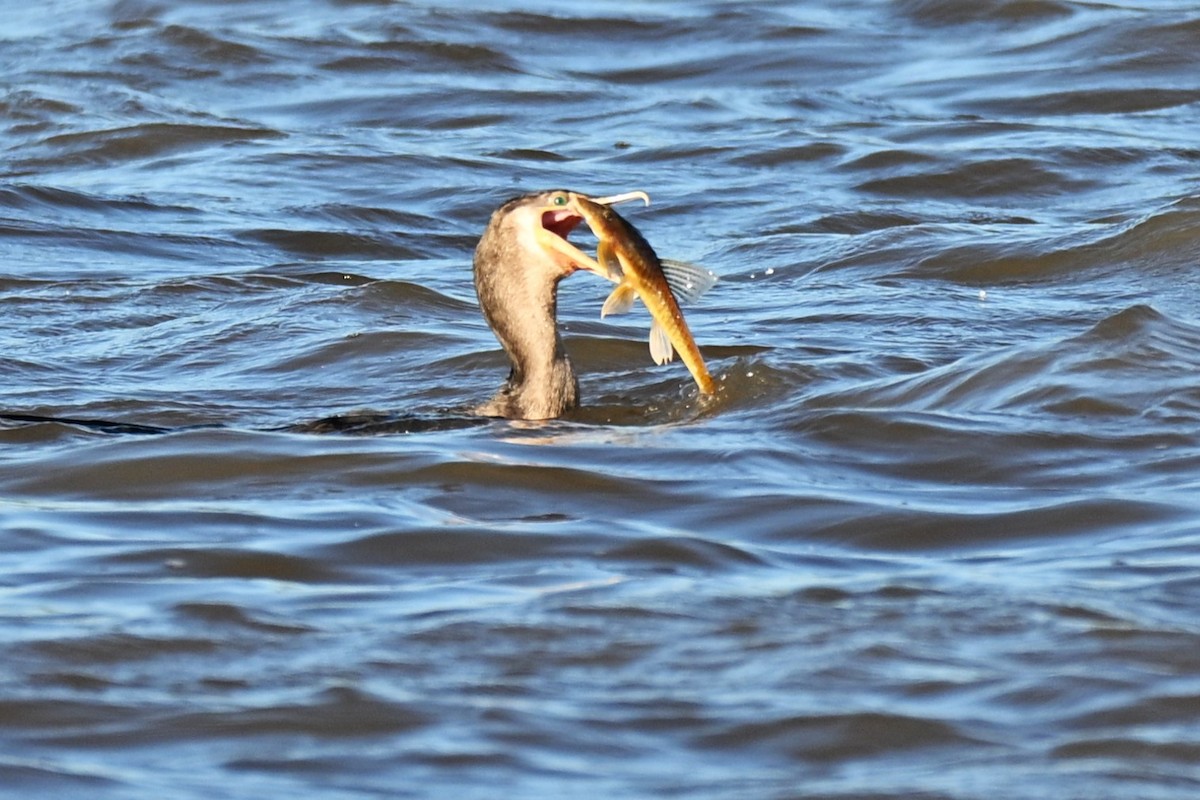 Neotropic Cormorant - ML642411655