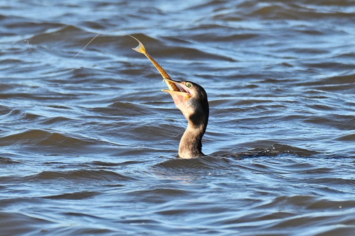Neotropic Cormorant - ML642411670