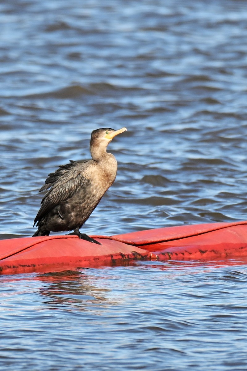 Neotropic Cormorant - ML642411707