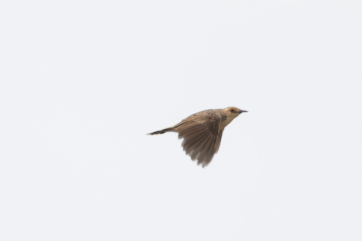 Red-faced Cisticola - ML642411710