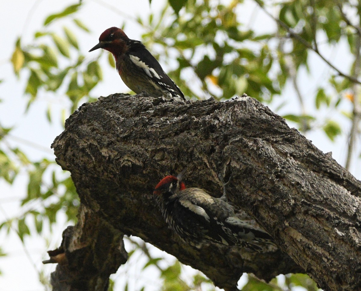 Red-naped Sapsucker - ML642411713