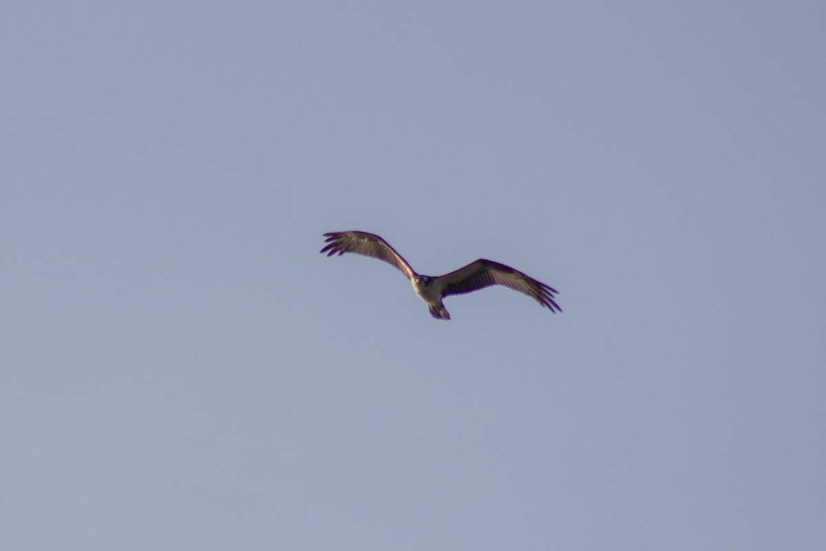 Osprey - ML642411715