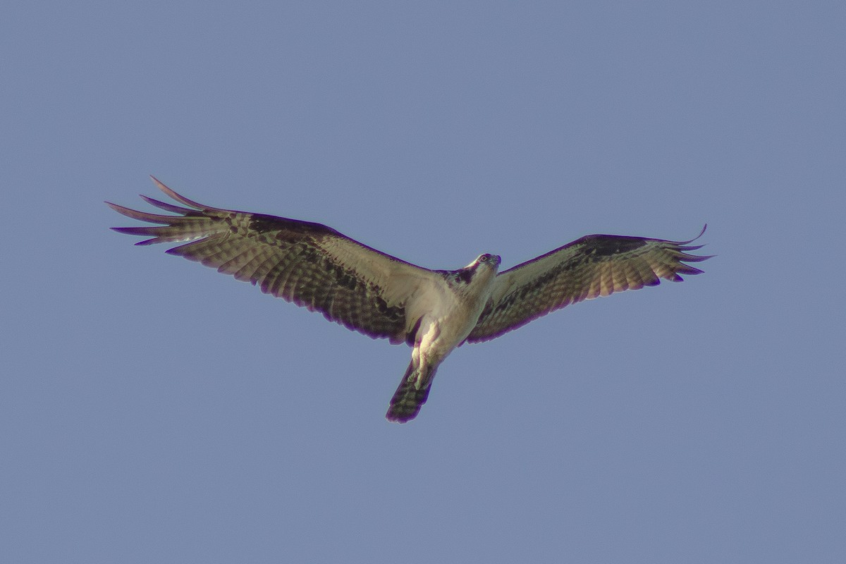 Osprey - ML642411716