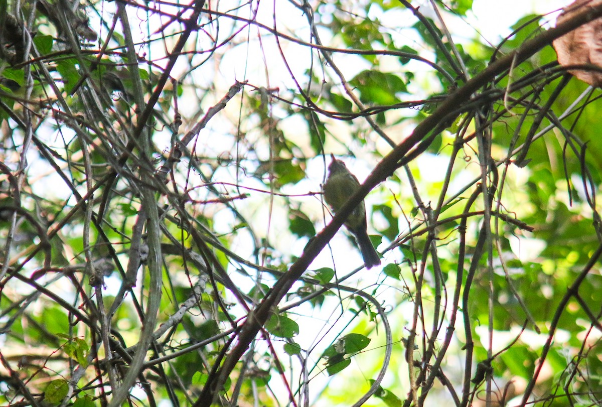 Drab-breasted Pygmy-Tyrant - ML642411718