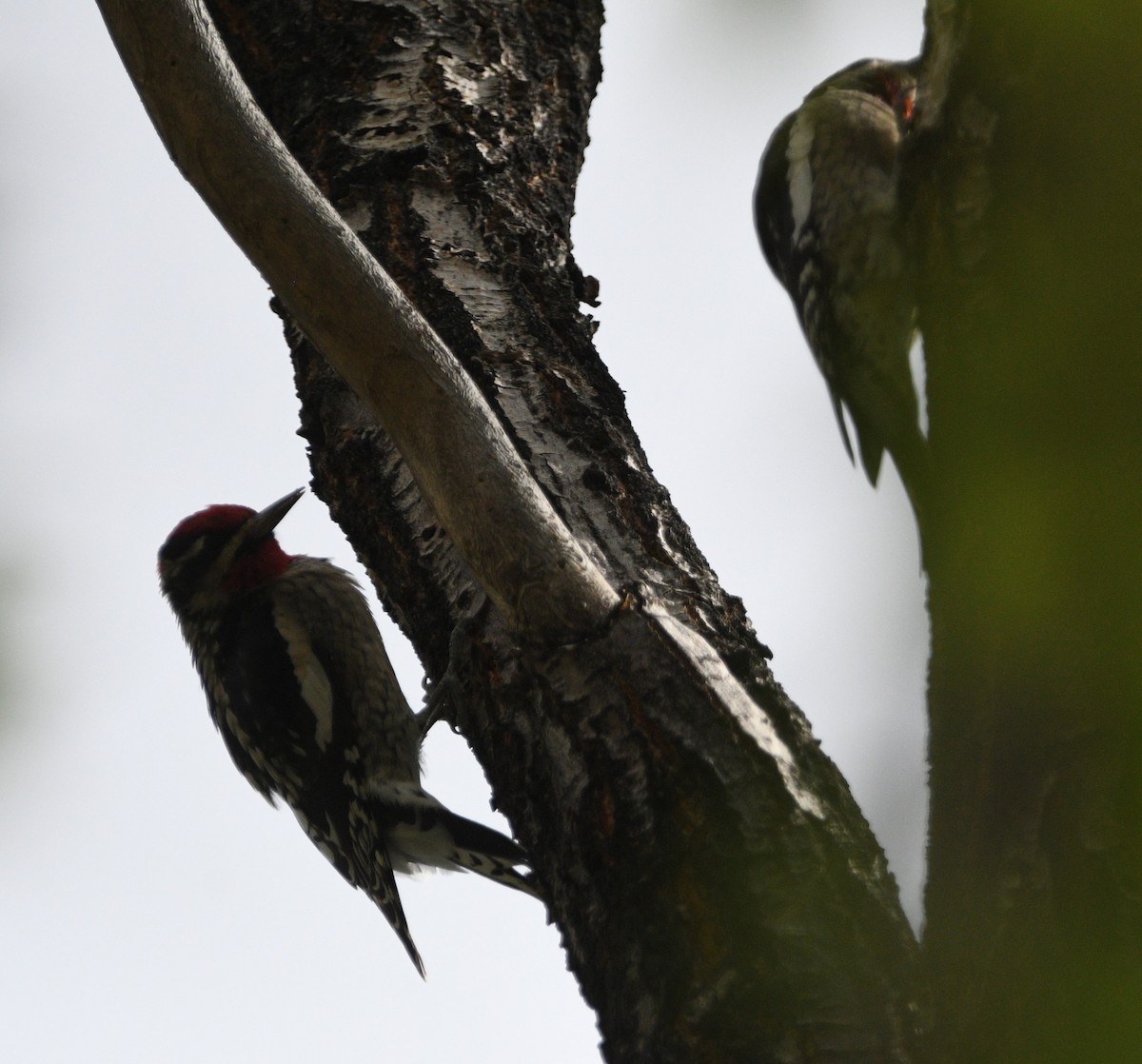 Red-naped Sapsucker - ML642411723