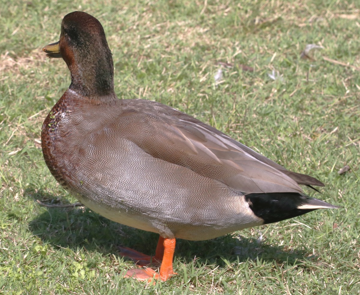 Gadwall x Mallard (hybrid) - ML642411728