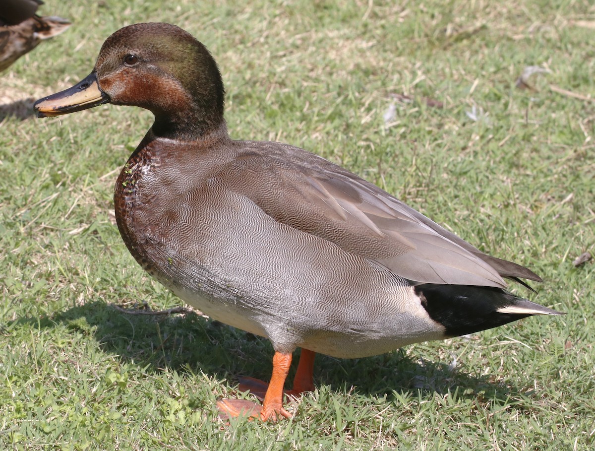 Gadwall x Mallard (hybrid) - ML642411729