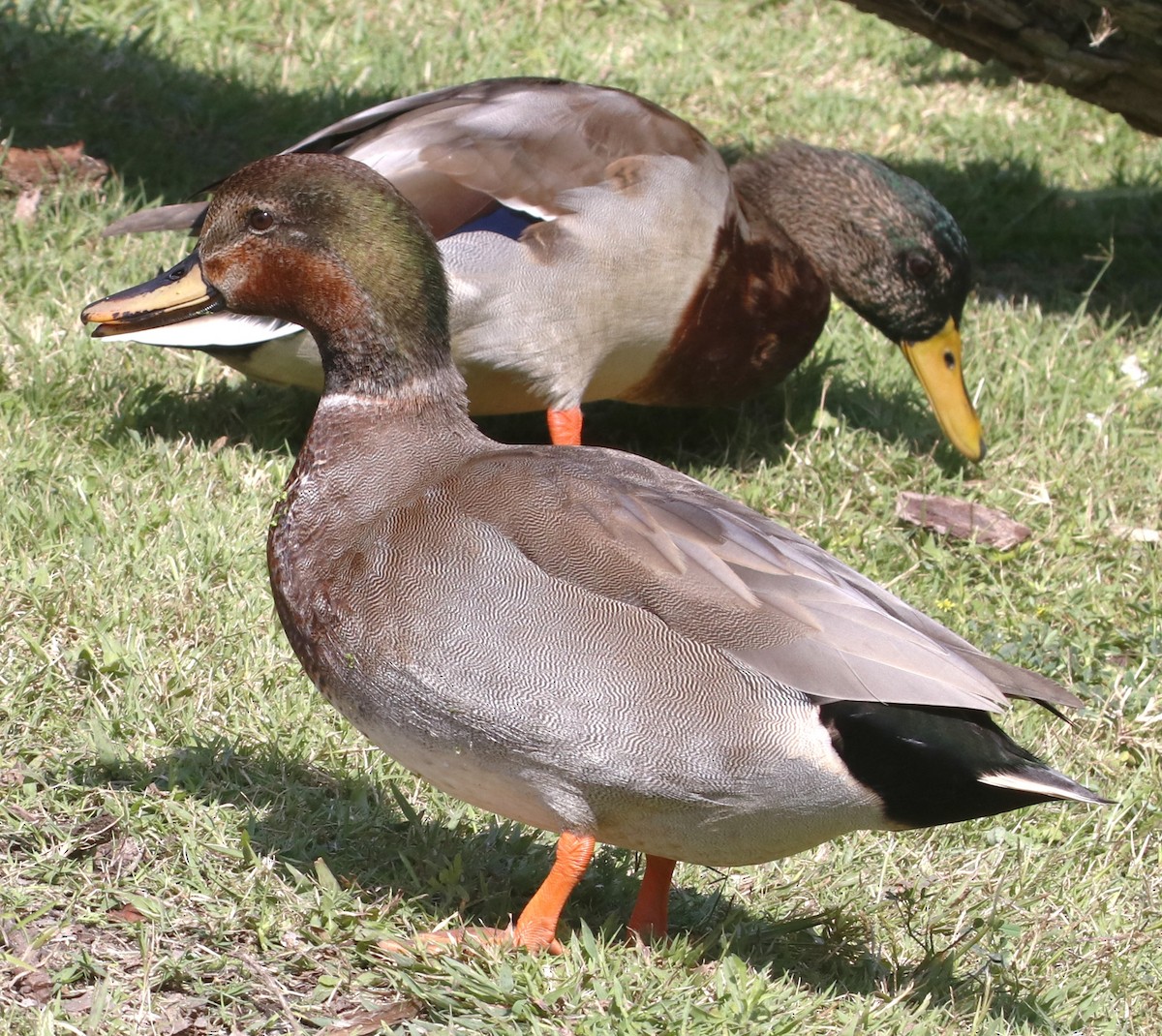 Gadwall x Mallard (hybrid) - ML642411738