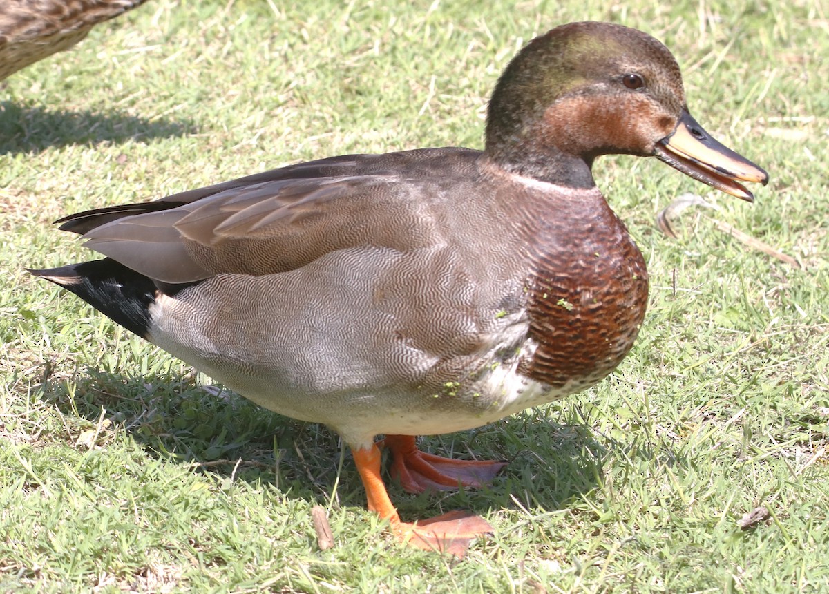 Gadwall x Mallard (hybrid) - ML642411739
