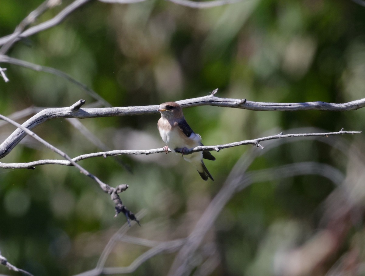 Fairy Martin - ML642411740