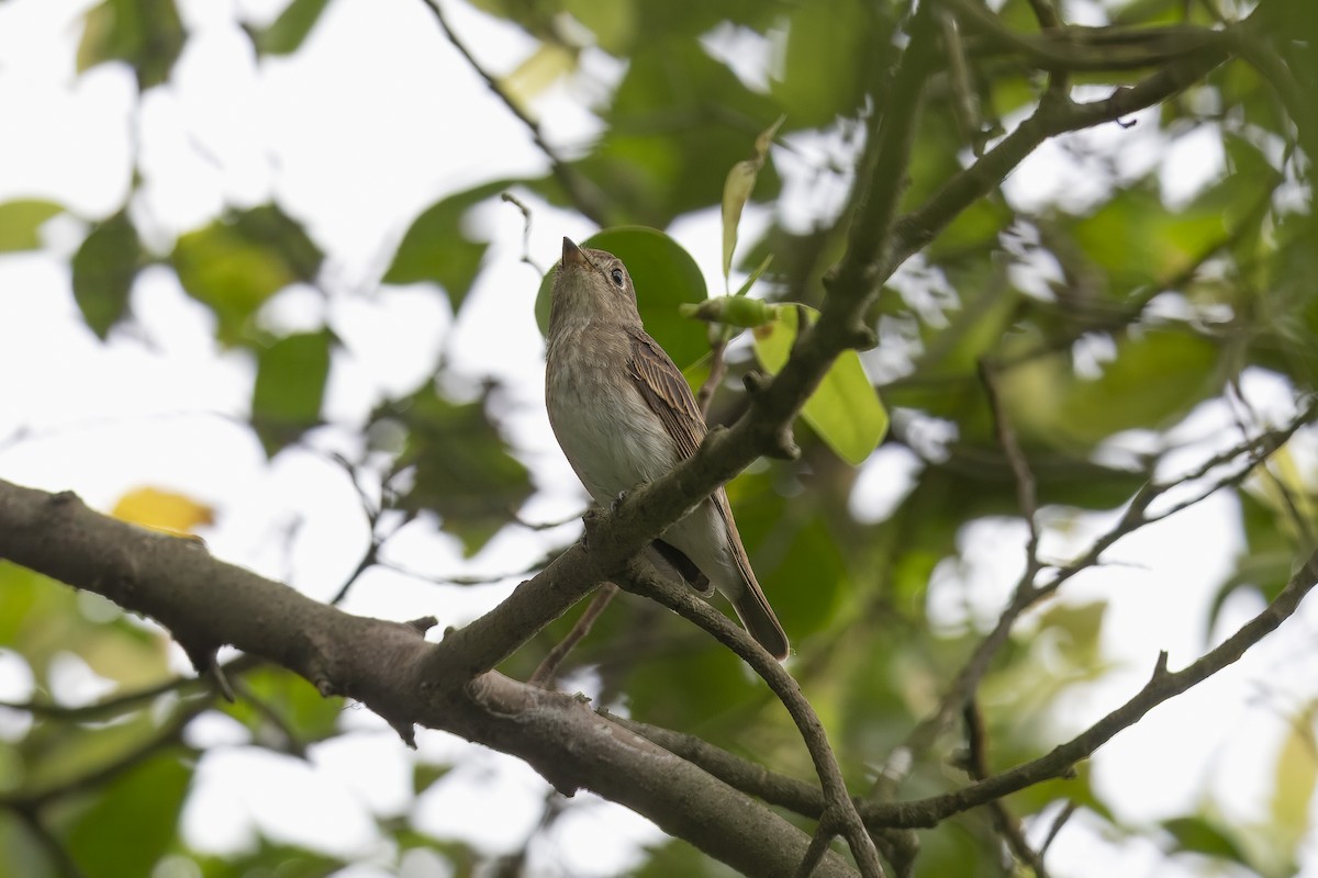 Brown-streaked Flycatcher - ML642411745