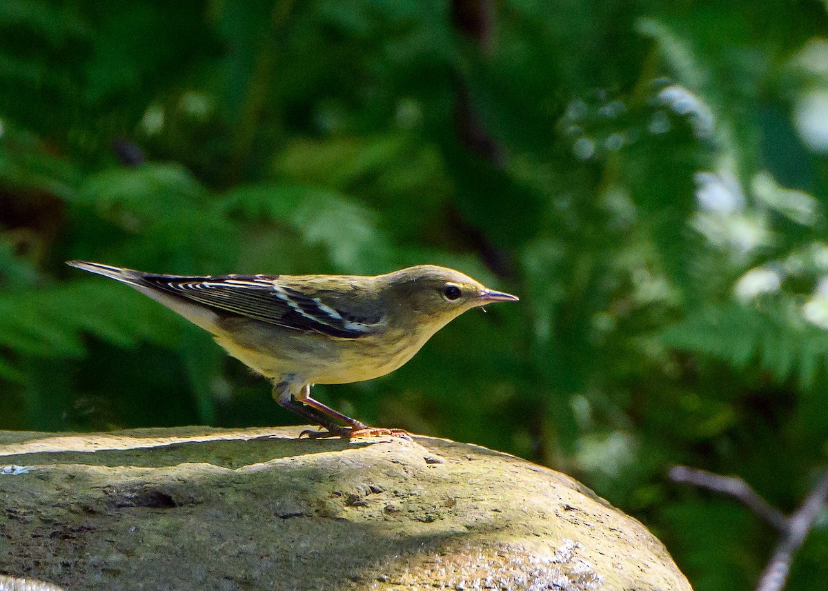 Blackpoll Warbler - ML642411749