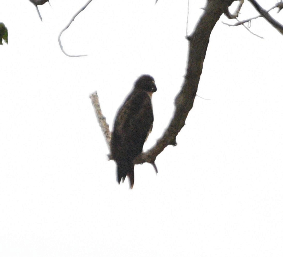 Buteo sp. - ML642411760