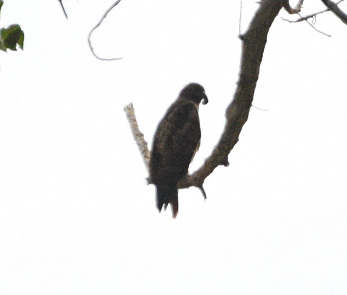 Buteo sp. - ML642411761
