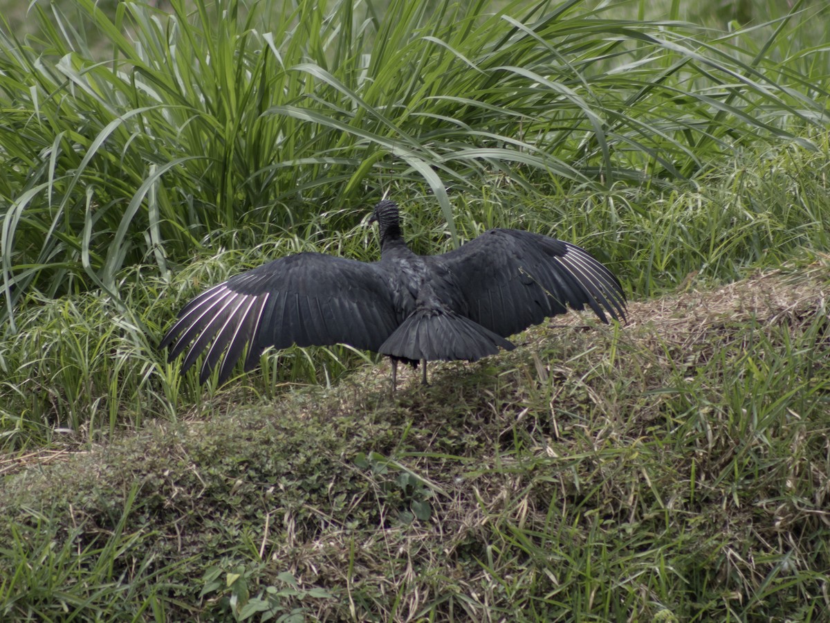 Black Vulture - ML642411763