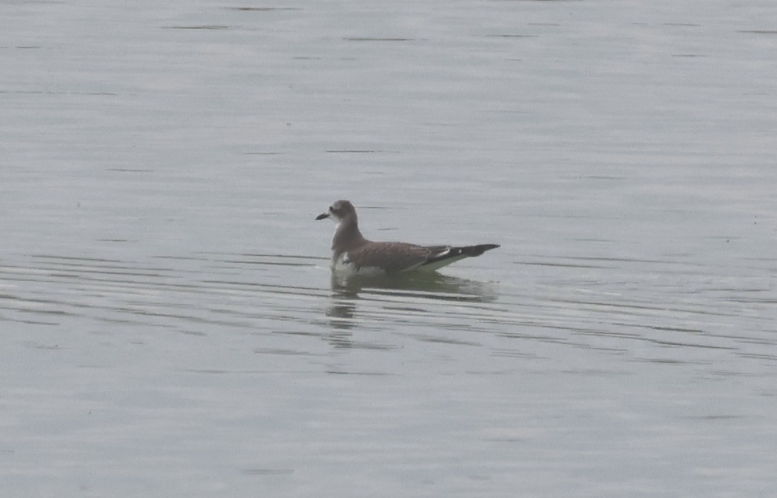 Sabine's Gull - ML642411810