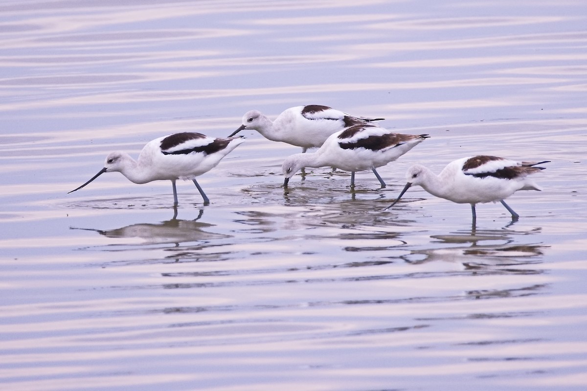 tenkozobec americký - ML642411822