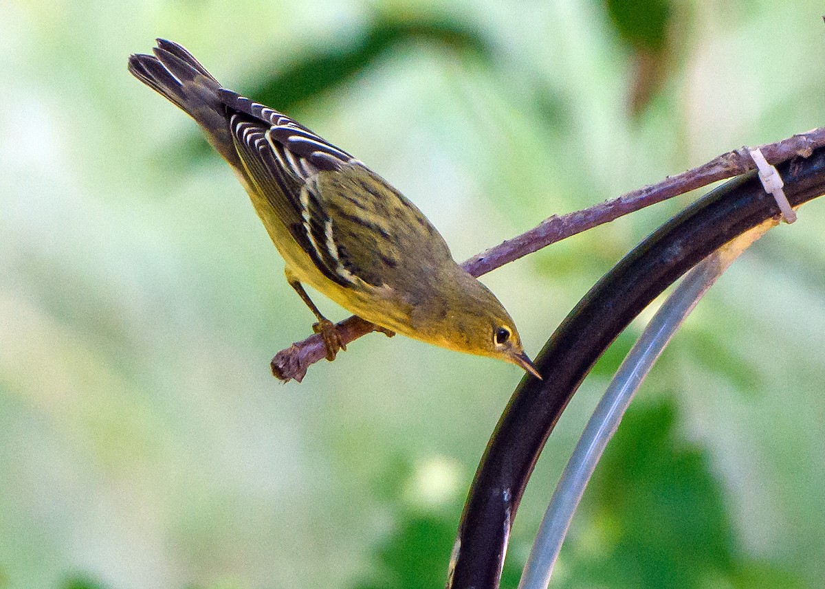 Blackpoll Warbler - ML642411848
