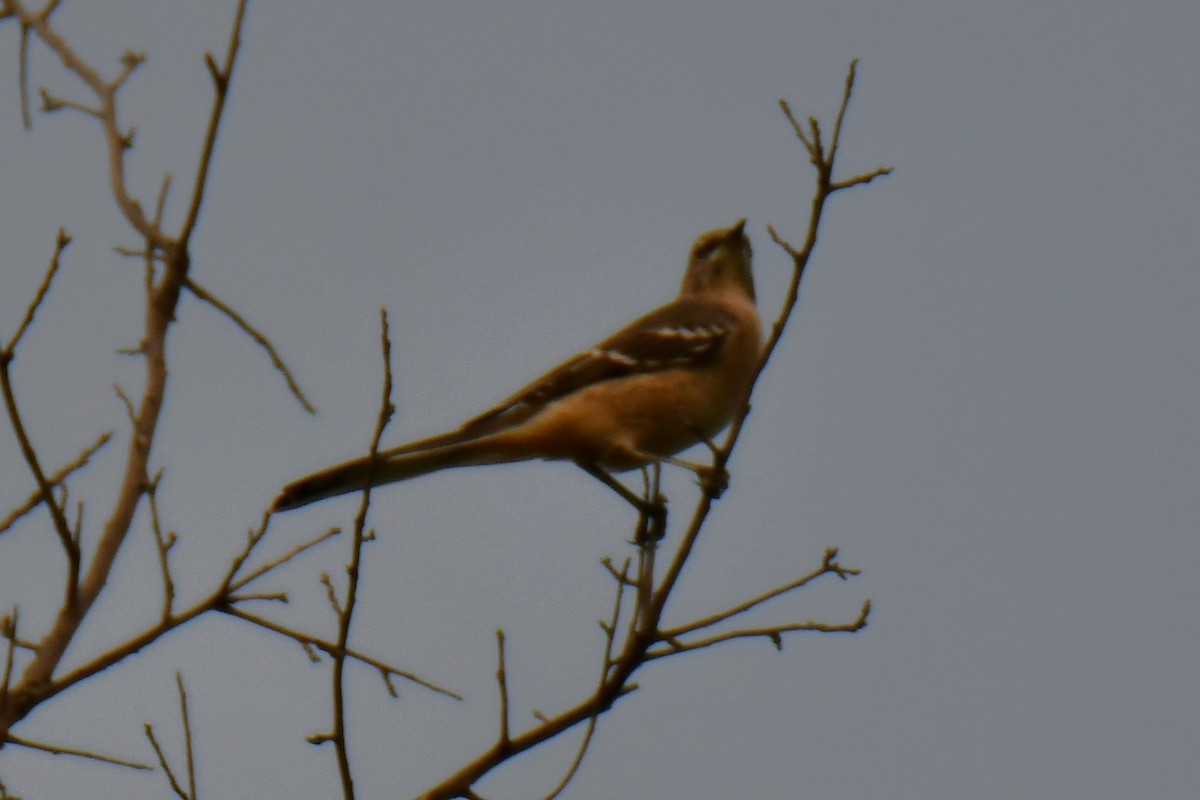 sangspottefugl - ML642411866