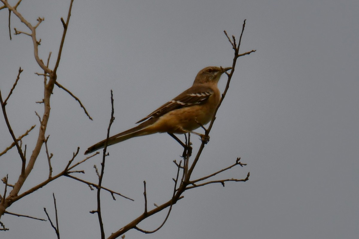 sangspottefugl - ML642411868