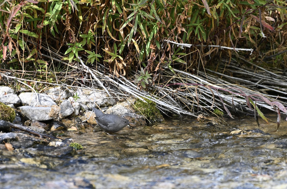 American Dipper - ML642411872