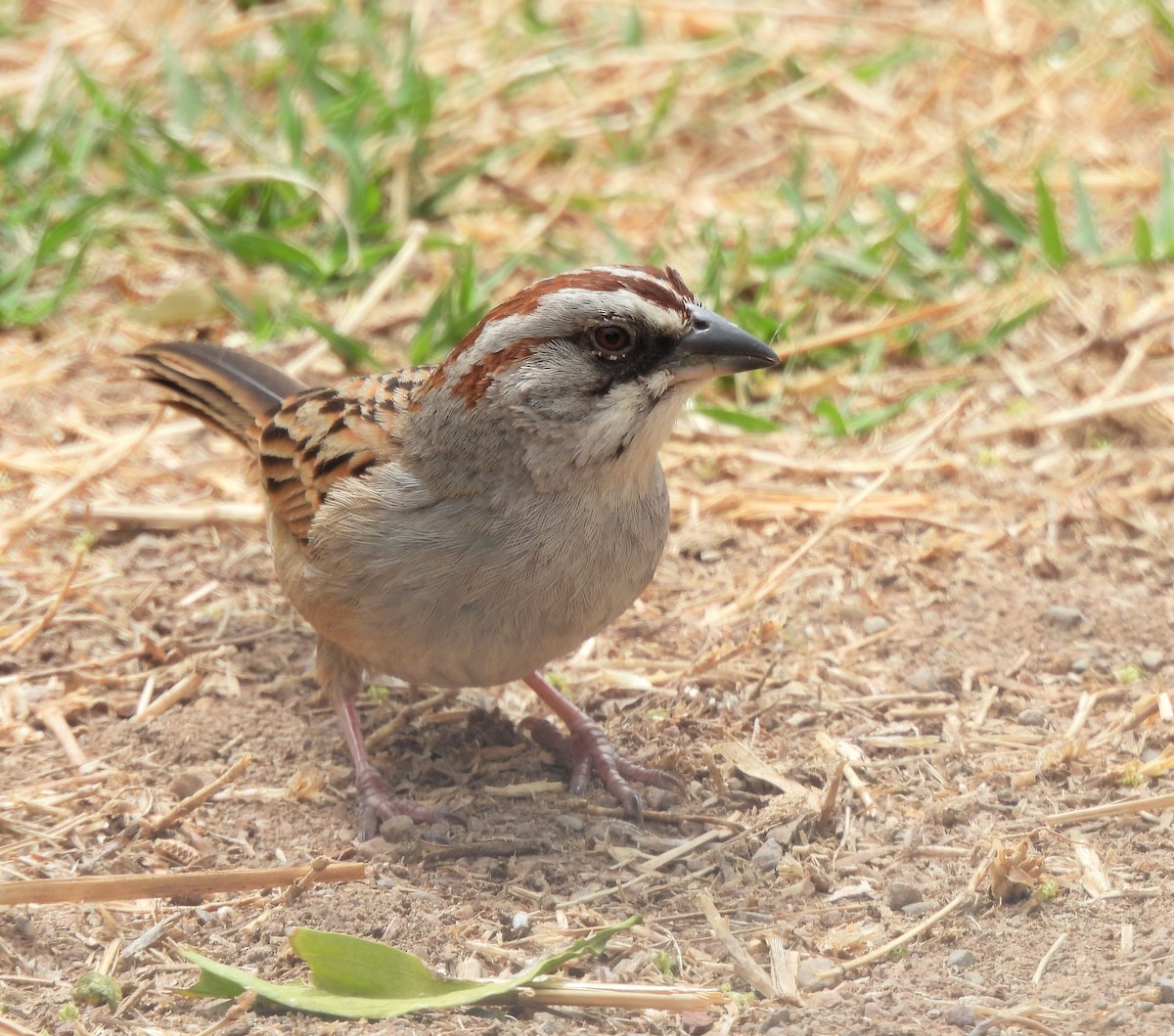 ユンガススズメモドキ - ML642411874