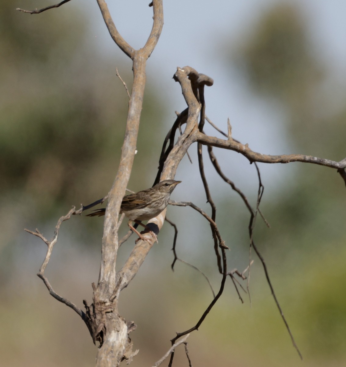 Brown Songlark - ML642411925