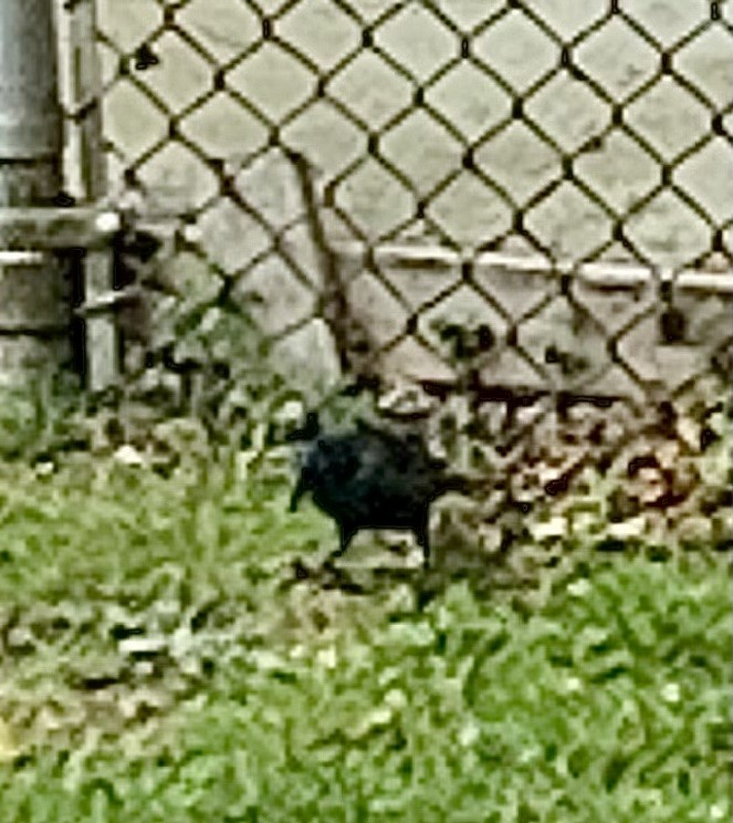 Common Grackle - ML642411926