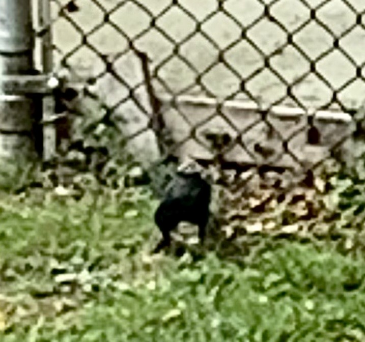 Common Grackle - ML642411927