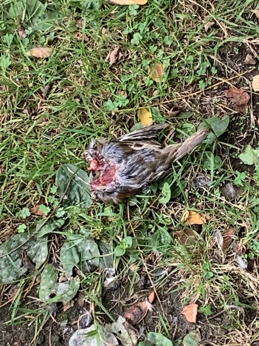 Common Grackle - ML642411928