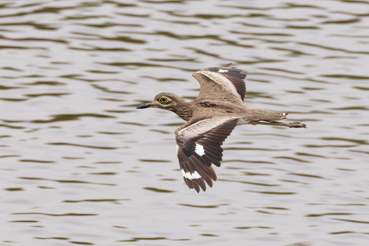 Water Thick-knee - ML642411974
