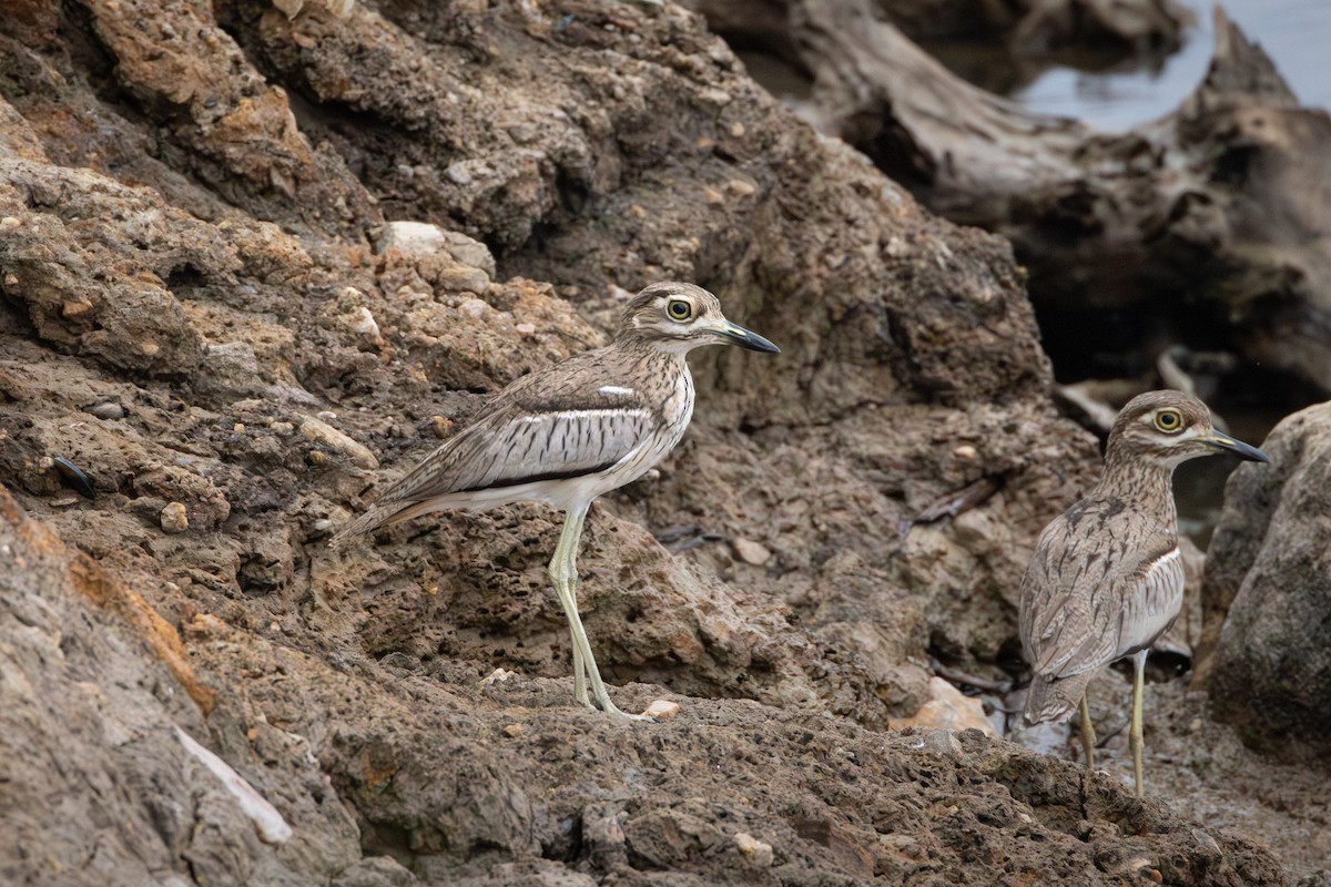 Water Thick-knee - ML642411975