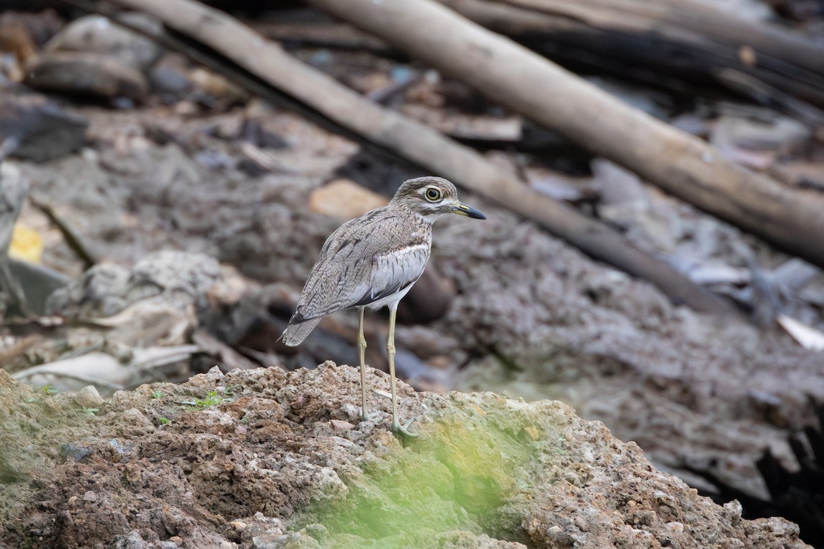 Water Thick-knee - ML642411976