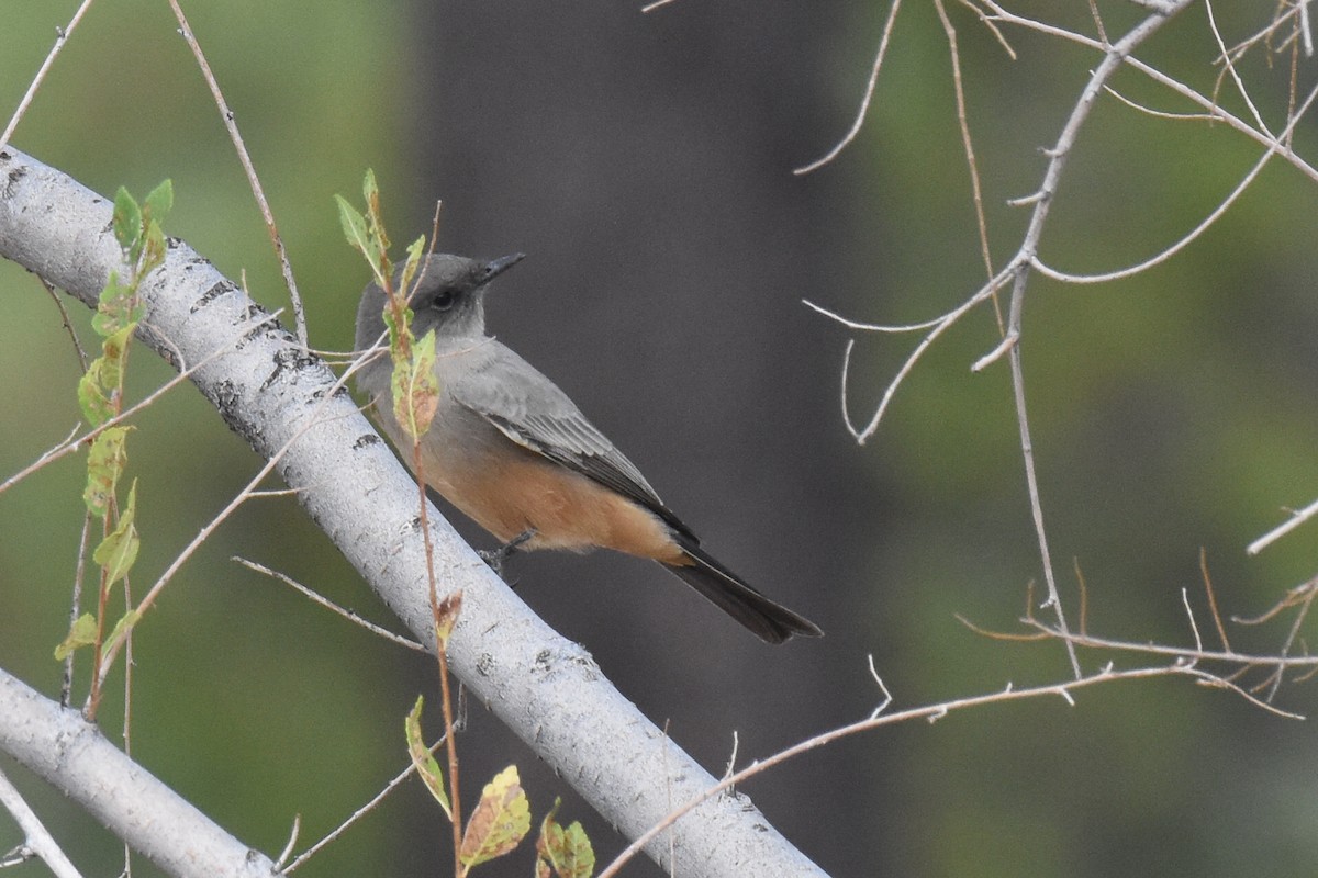 Say's Phoebe - ML642412042