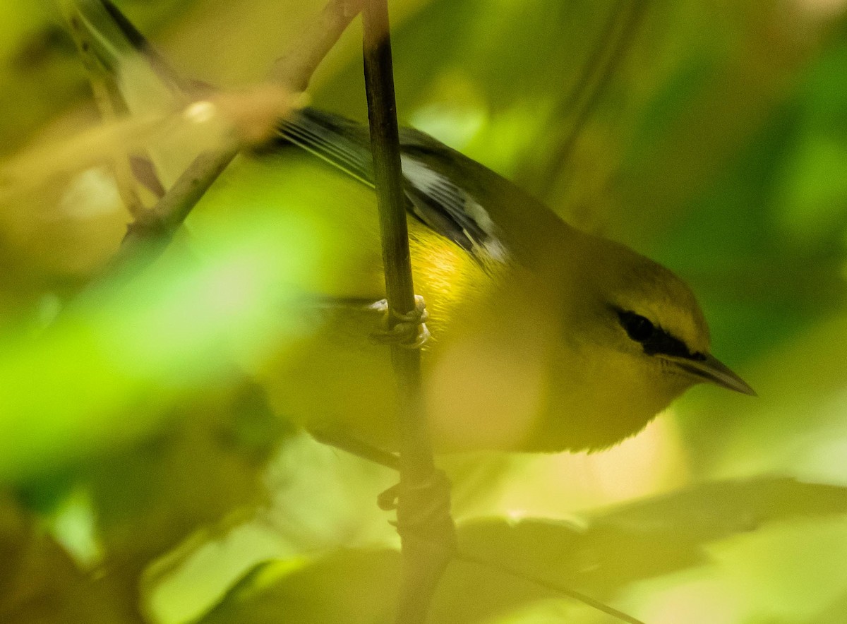 Blue-winged Warbler - ML642412057
