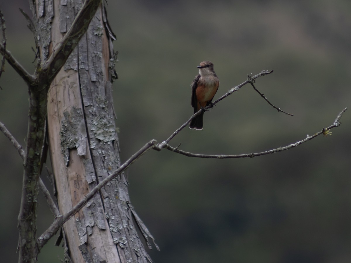 Vermilion Flycatcher - ML642412058