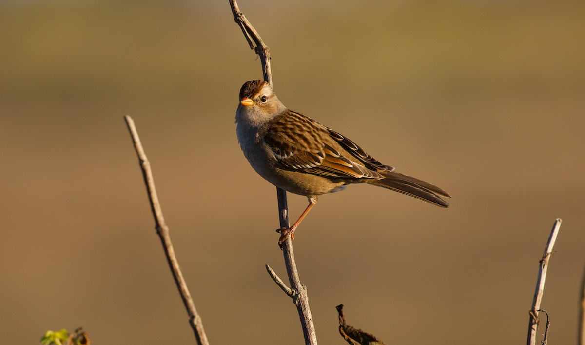 White-crowned Sparrow - ML642412060