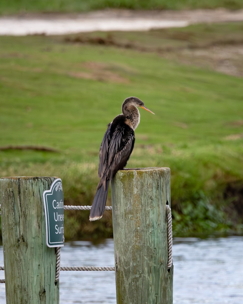 Anhinga - ML642412061