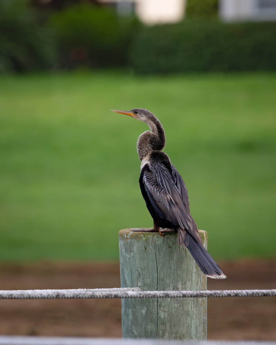 Anhinga - ML642412062
