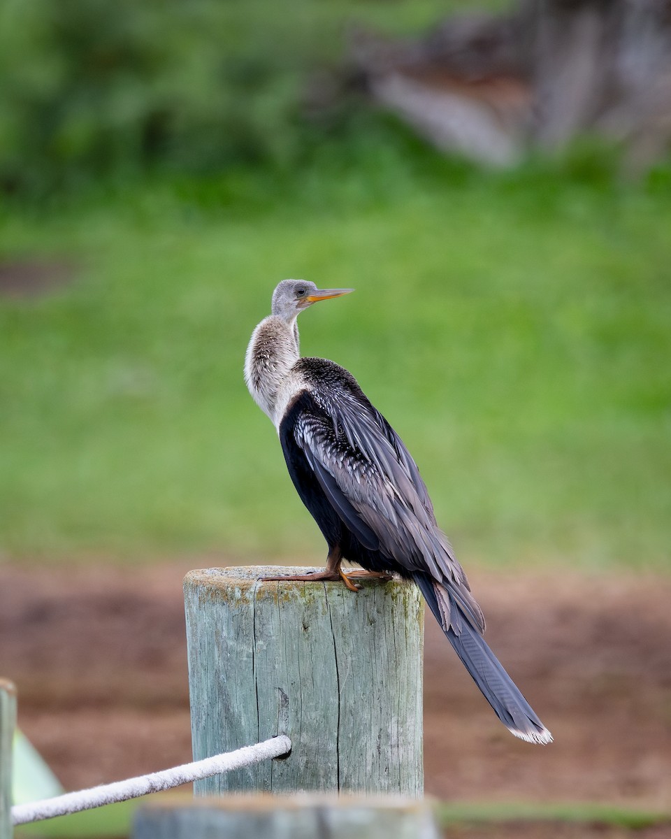 Anhinga - ML642412063