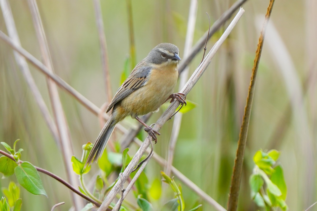 Long-tailed Reed Finch - ML642412101