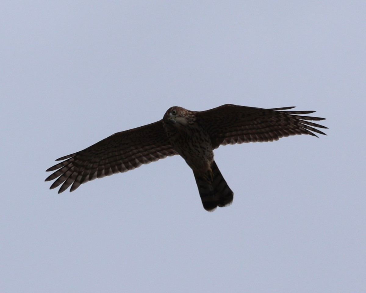 Cooper's Hawk - ML642412108