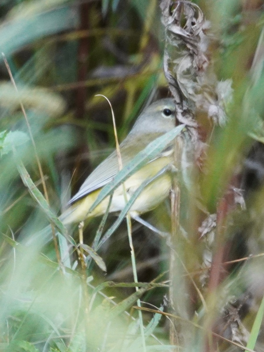 oransjekroneparula - ML642412129