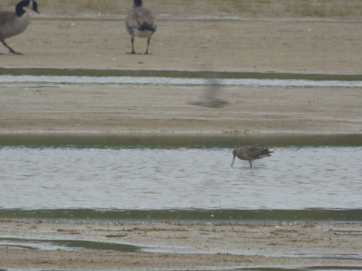 Hudsonian Godwit - ML642412146