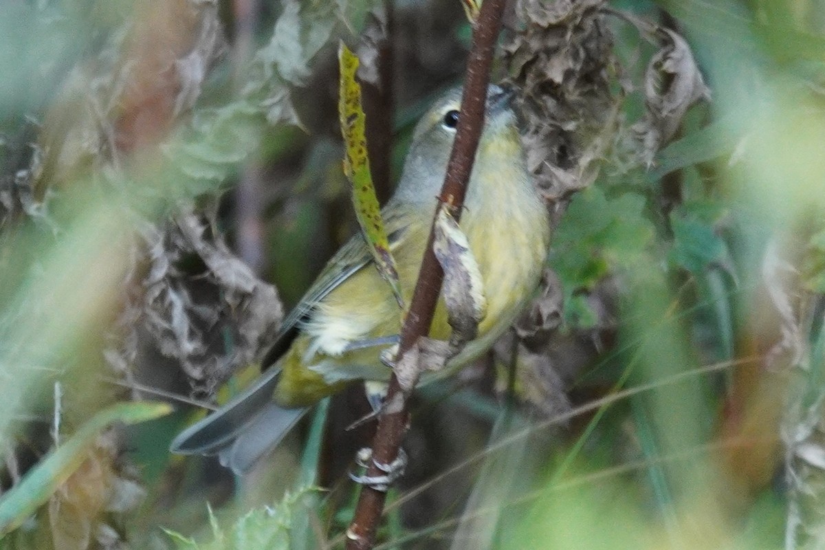 oransjekroneparula - ML642412150
