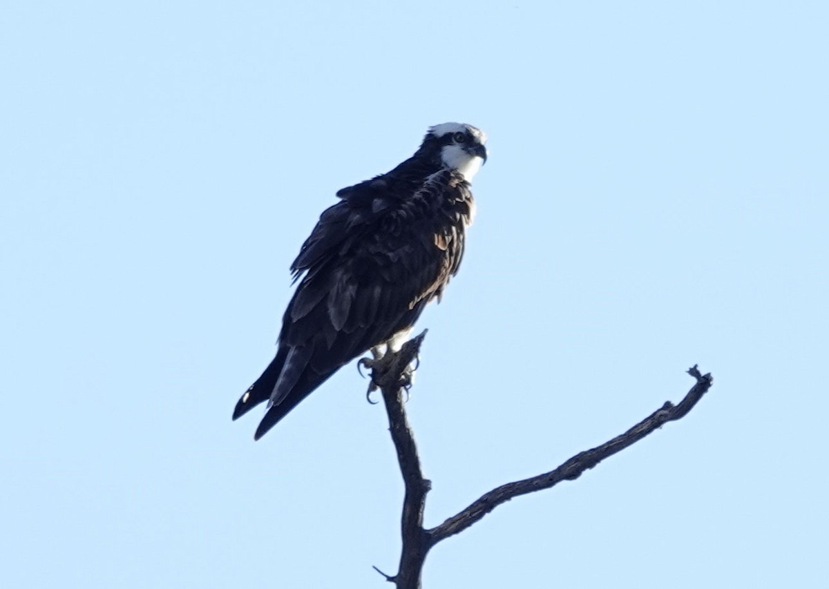 Osprey - ML642412151