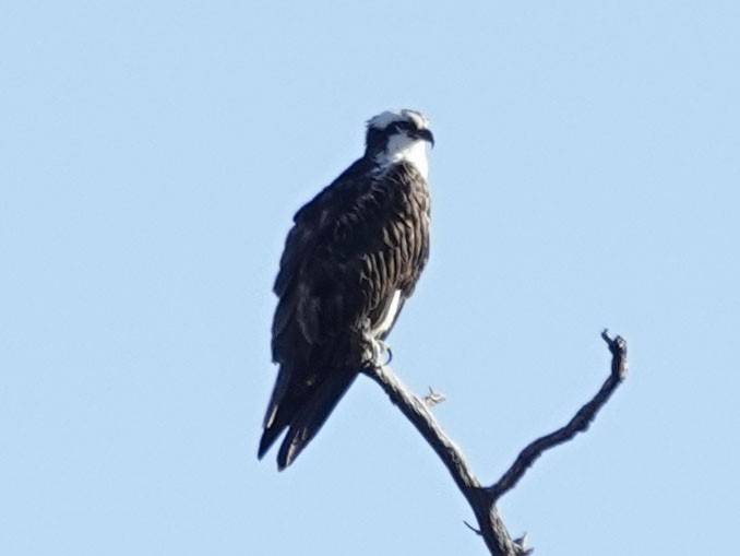 Osprey - ML642412152
