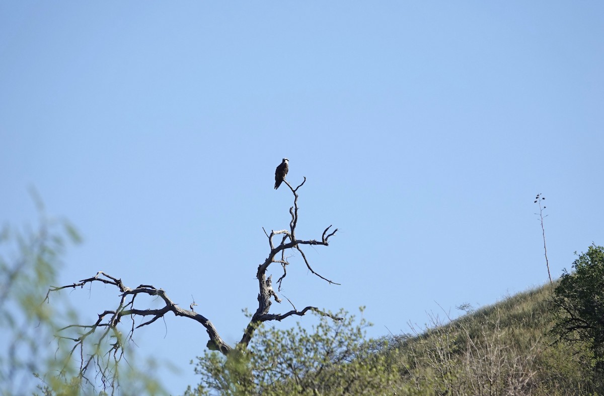 Osprey - ML642412155