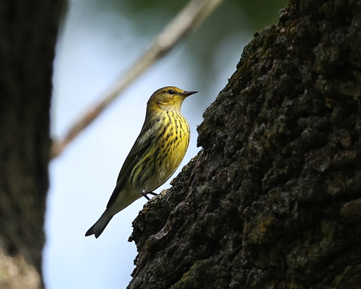 Cape May Warbler - ML642412167